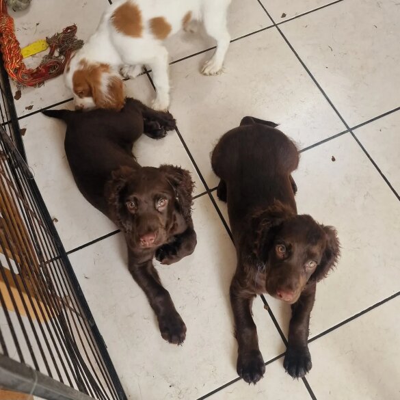 Cocker Spaniel (Working &amp; Show) - Both