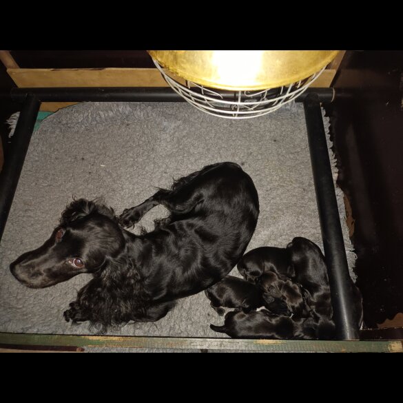 Cocker Spaniel (Working &amp; Show) - Both