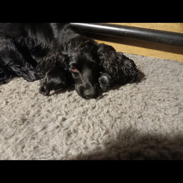 Cocker Spaniel (Working &amp; Show) - Both