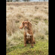 Cocker Spaniel (Working &amp; Show) - Both