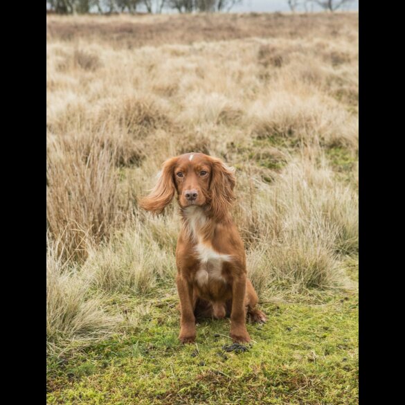 Cocker Spaniel (Working &amp; Show) - Both