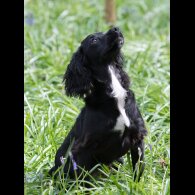 Cocker Spaniel (Working &amp; Show) - Both