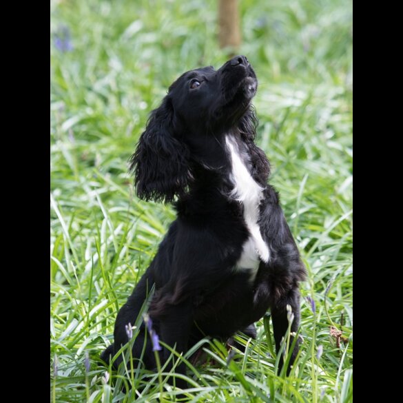 Cocker Spaniel (Working &amp; Show) - Both