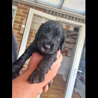 Cocker Spaniel (Working &amp; Show) - Dogs