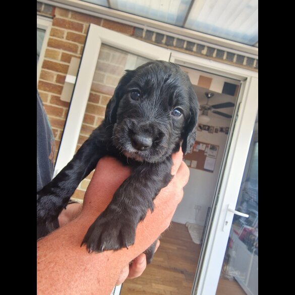 Cocker Spaniel (Working &amp; Show) - Dogs