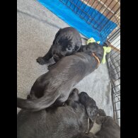 Cocker Spaniel (Working &amp; Show) - Dogs