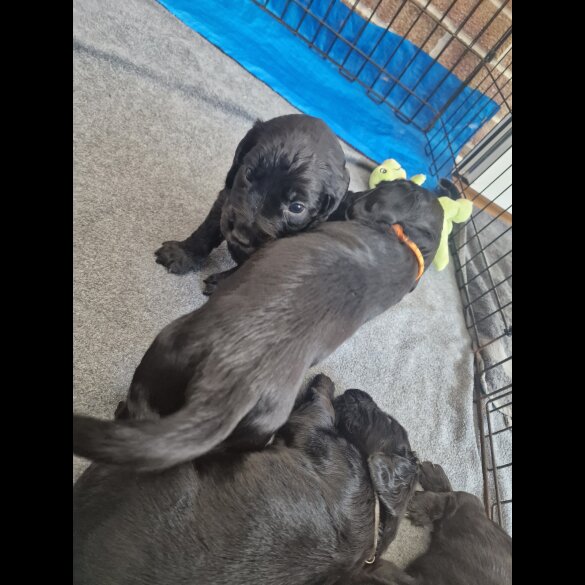 Cocker Spaniel (Working &amp; Show) - Dogs