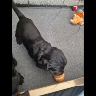 Cocker Spaniel (Working &amp; Show) - Dogs