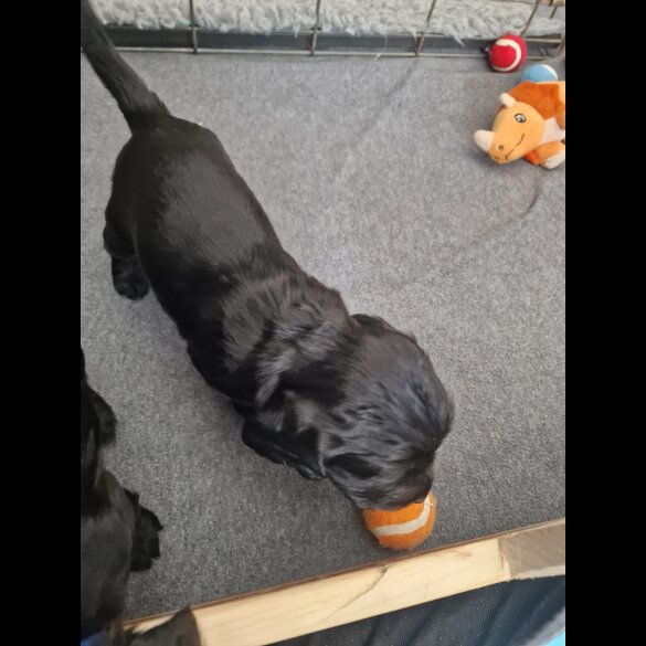Cocker Spaniel (Working &amp; Show) - Dogs