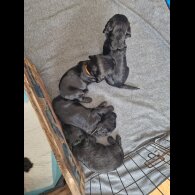 Cocker Spaniel (Working &amp; Show) - Dogs