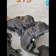 Cocker Spaniel (Working &amp; Show) - Dogs