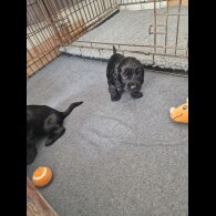 Cocker Spaniel (Working &amp; Show) - Dogs