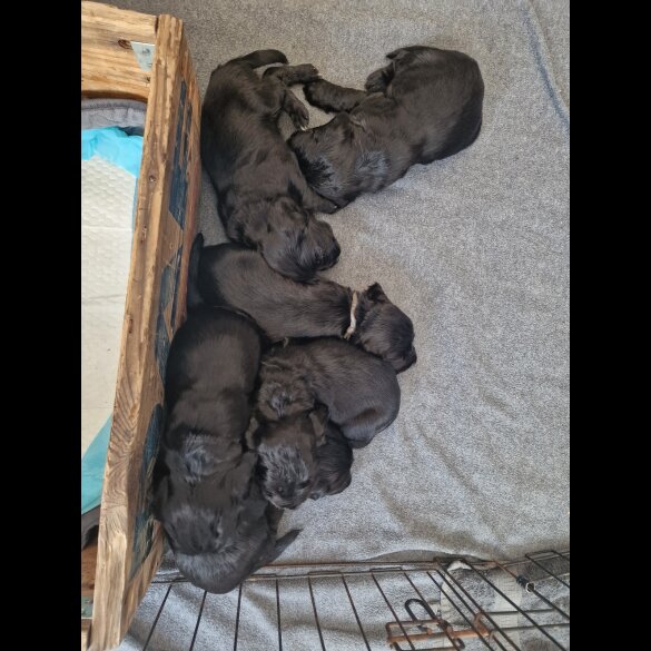 Cocker Spaniel (Working &amp; Show) - Dogs