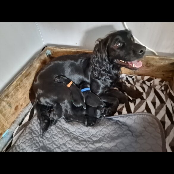 Cocker Spaniel (Working &amp; Show) - Dogs