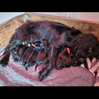 Cocker Spaniel (Working &amp; Show) - Dogs