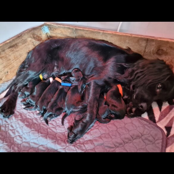 Cocker Spaniel (Working &amp; Show) - Dogs