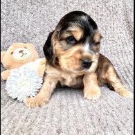Cocker Spaniel (Working &amp; Show) - Both