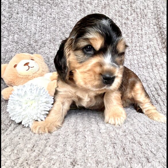 Cocker Spaniel (Working &amp; Show) - Both