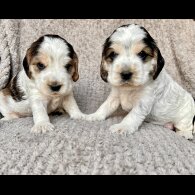 Cocker Spaniel (Working &amp; Show) - Both
