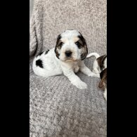 Cocker Spaniel (Working &amp; Show) - Both