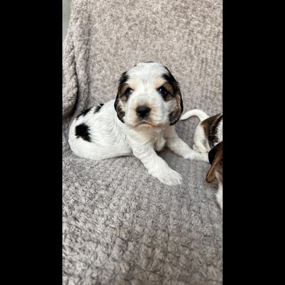 Cocker Spaniel (Working &amp; Show) - Both