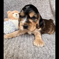 Cocker Spaniel (Working &amp; Show) - Both
