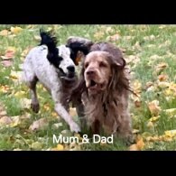 Cocker Spaniel (Working &amp; Show) - Both