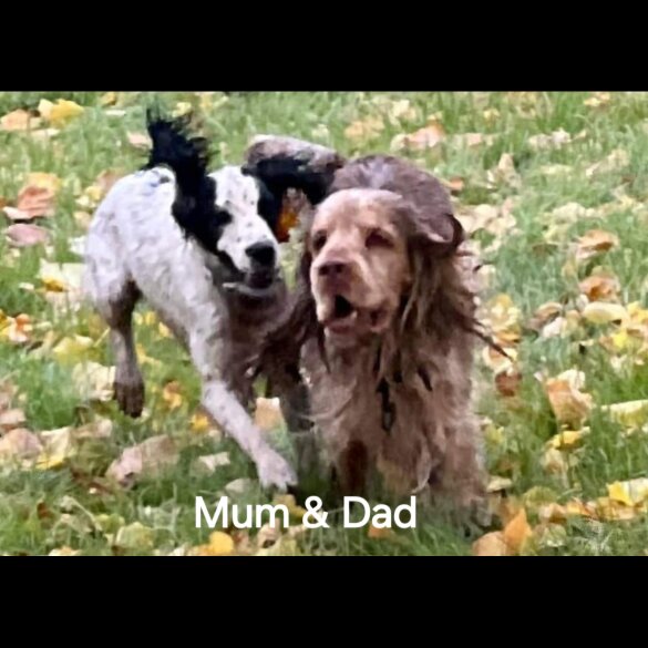 Cocker Spaniel (Working &amp; Show) - Both