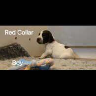 Cocker Spaniel (Working &amp; Show) - Both