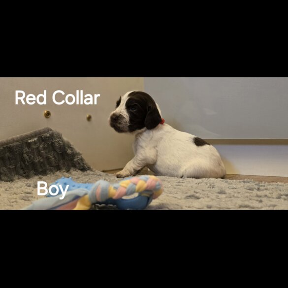 Cocker Spaniel (Working &amp; Show) - Both