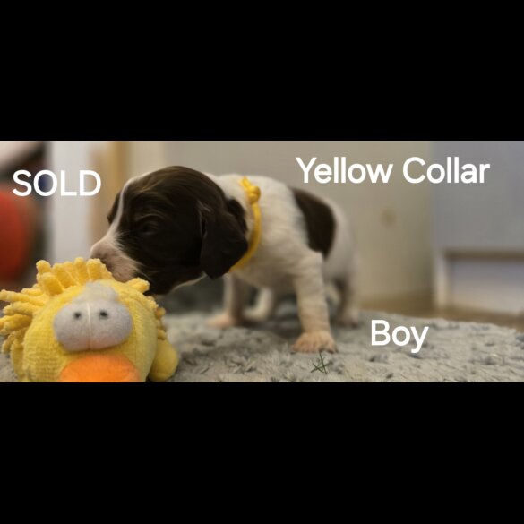 Cocker Spaniel (Working &amp; Show) - Both