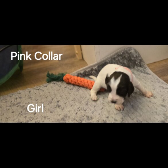 Cocker Spaniel (Working &amp; Show) - Both