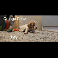 Cocker Spaniel (Working &amp; Show) - Both