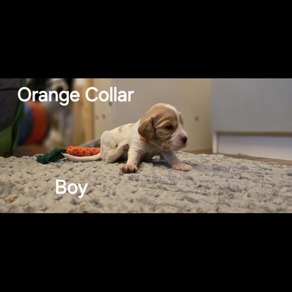 Cocker Spaniel (Working &amp; Show) - Both