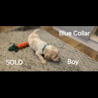 Cocker Spaniel (Working &amp; Show) - Both