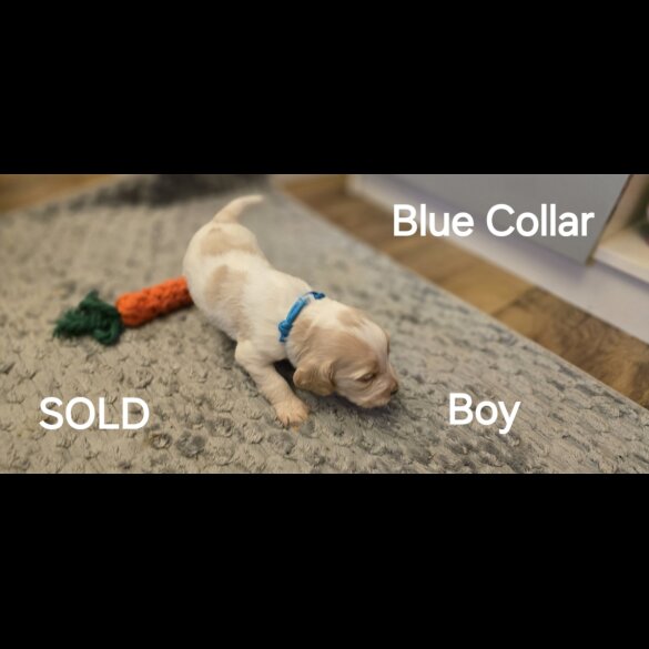 Cocker Spaniel (Working &amp; Show) - Both