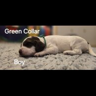 Cocker Spaniel (Working &amp; Show) - Both