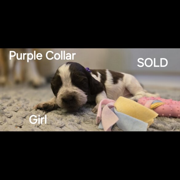 Cocker Spaniel (Working &amp; Show) - Both