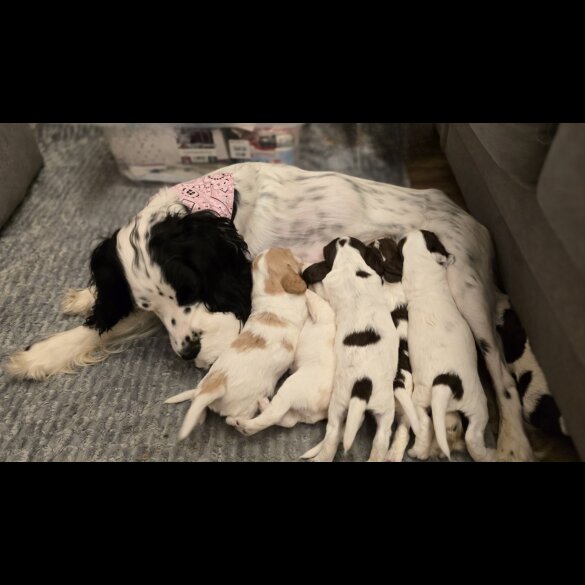 Cocker Spaniel (Working &amp; Show) - Both