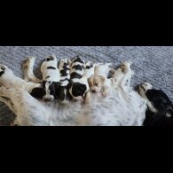 Cocker Spaniel (Working &amp; Show) - Both