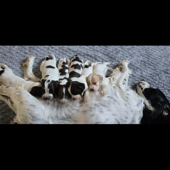 Cocker Spaniel (Working &amp; Show) - Both