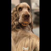 Cocker Spaniel (Working &amp; Show) - Both