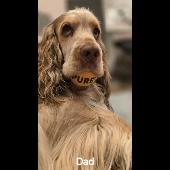 Cocker Spaniel (Working &amp; Show) - Both