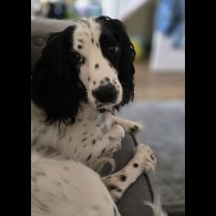 Cocker Spaniel (Working &amp; Show) - Both
