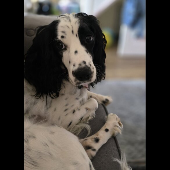 Cocker Spaniel (Working &amp; Show) - Both