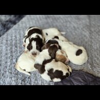 Cocker Spaniel (Working &amp; Show) - Both