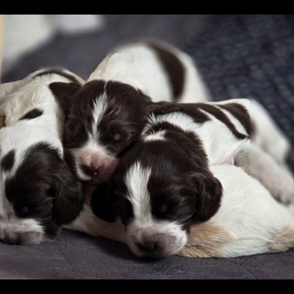 Cocker Spaniel (Working &amp; Show) - Both