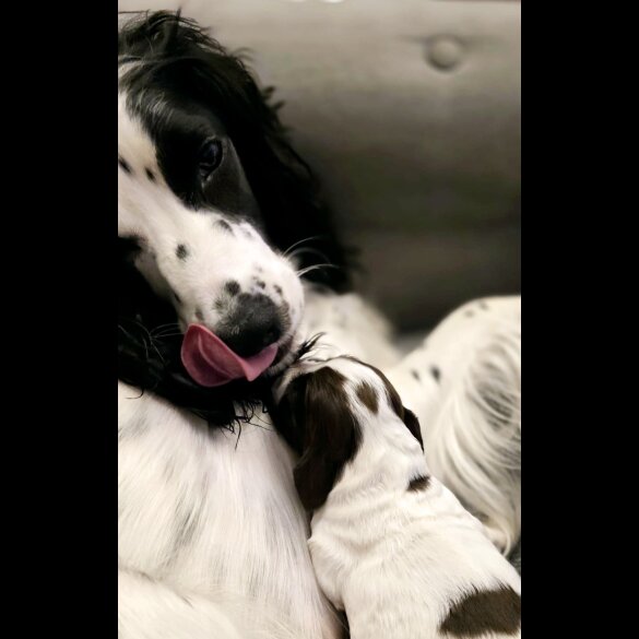 Cocker Spaniel (Working &amp; Show) - Both