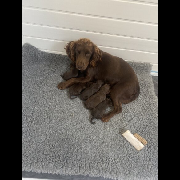 Cocker Spaniel (Working &amp; Show) - Dogs