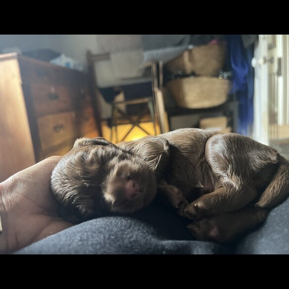 Cocker Spaniel (Working &amp; Show) - Both